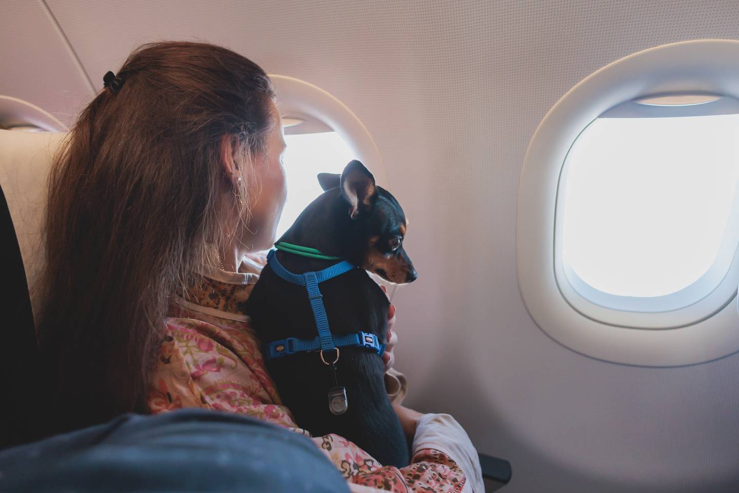 Guía Completa para Viajar con tu Mascota Fuera de Chile